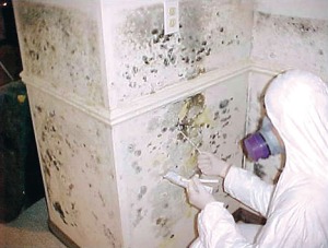 Connie Morbach Suited Up Examining Mold